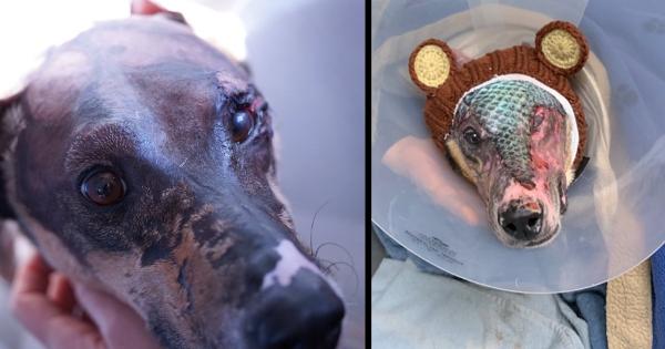 Dog receives fish skin treatment to help heal his severe burns