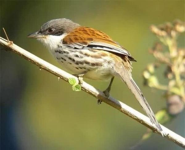 The World’s Rarest Bird Species Appears In Vietnam - Archyworldys